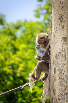 Macaca fuscata