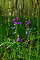 Lathyrus vernus in bloom, early spring vechling flower with blosoom and green leaves growing in forest, macro