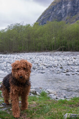 Fluffy Airedale Terrier Posing by the Utla River in Norway - traveling with dog in Scandinavia