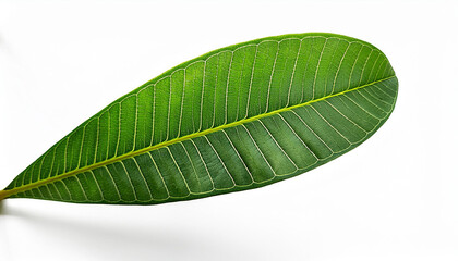 photo of plumeria leaf with a smooth surface and prominent veins on isolated background