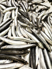 Fototapeta premium Fresh sardines at a market