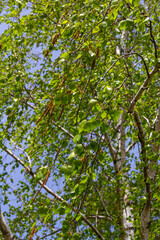 A birch branch with green leaves and earrings. Allergies due to spring blooms and pollen