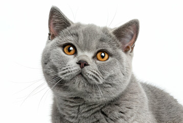 Closeup Portrait of a Grey Kitten with Bright Orange Eyes Against a White Background