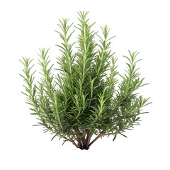 Fototapeta premium Fresh green olives on a branch with lush leaves, isolated on white background. Perfect for Mediterranean cuisine, healthy eating concepts, or food packaging designs. Style is vibrant and natural. 