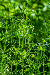 The Cleavers Galium aparine have been used in the traditional medicine for treatment of disorders of the diuretic, lymph systems and as a detoxifier