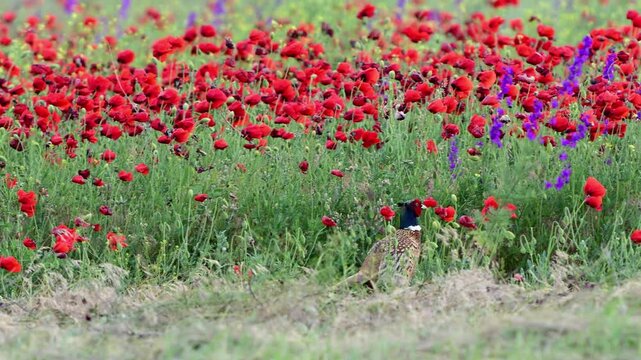 Pheasant Hiding in a Field of Wild Poppies. Phasianus colchicus . Slow motion.