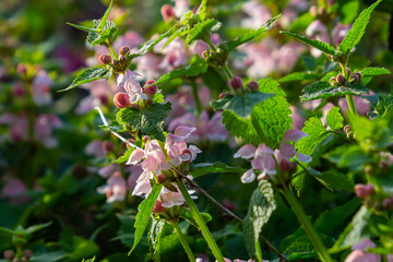Pink flowers of spotted dead-nettle Lamium maculatum. Medicinal plants in the garden