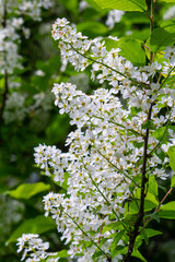 Selective focus photo. Bird cherry tree , Prunus padus blooming