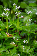 Woodruff, Galium odoratum is a spice and medicinal plant that grows in the forest