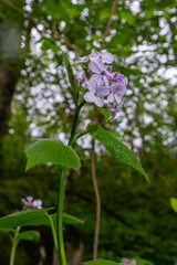 Lunaria rediviva, known as perennial honesty. Beautiful light purple flowers in bloom
