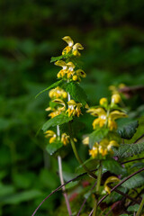Fototapeta premium Yellow archangel plant Lamium galeobdolon with flowers and green leaves with white stripes, growing in a forest