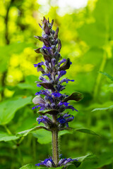 A closeup shot of blue flowers of Ajuga reptans Atropurpurea in spring