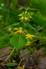Yellow archangel plant Lamium galeobdolon with flowers and green leaves with white stripes, growing in a forest