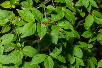 Little flowers of Euonymus verrucosus or spindle tree
