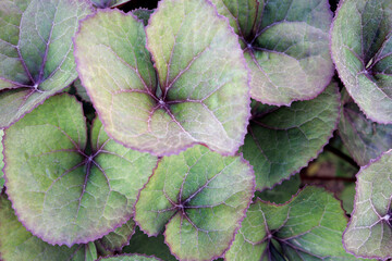 Leaf of Ligularia dentata the family Asteraceae in early spring. Large cordate-based whitish green leaves with purple serrated edges. Summer ragwort or leopardplant. Nature concept