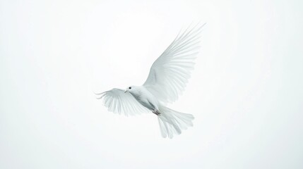 Fototapeta premium White dove in flight, peaceful sky, hope symbol