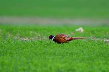 Male common pheasant Phasianus colchicus in the wild