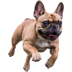 Fototapeta premium french bulldog puppy