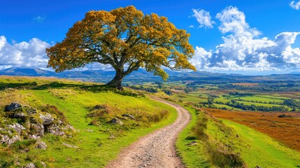 Obraz premium Autumnal hillside path, lone tree, valley view, sunny day