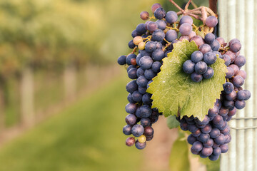 Rows of vines with blue grapes