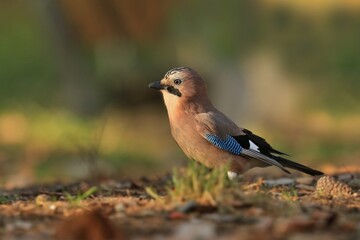 A portrait of a beautiful eurasian jay. Garrulus glandarius. A colorful bird sits on the ground in spring. Wildlife scene from nature.
