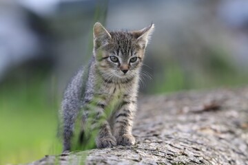 A cute tabby kitten sits on a tree strain. Portrait of a tiny tabby kitten. 
