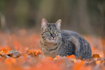 Closeup portrait of a beautiful tabby cat. A tabby cat in orange autumn leaves. 