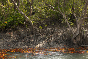 The roots of mangrove trees visible above the ground with beautifu dry leaves on water at Sundarban tiger reserve, India