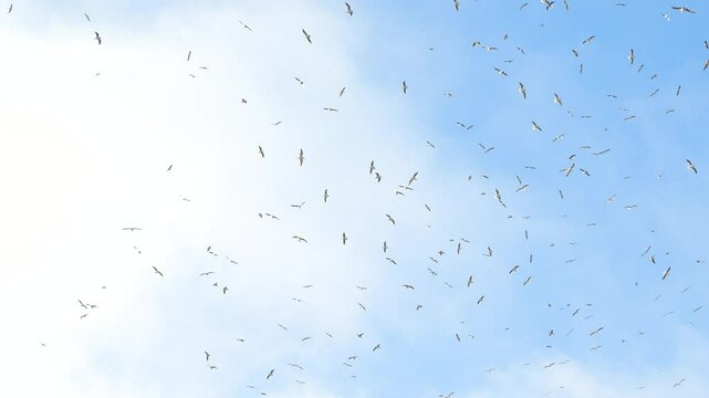 Flock of seagulls flying across the sky, low angle view 4K slow motion