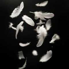 Obraz premium Feathers flying in the air on a black background with copy space.