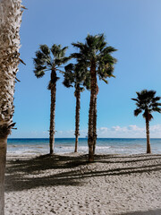 palm tree on the beach