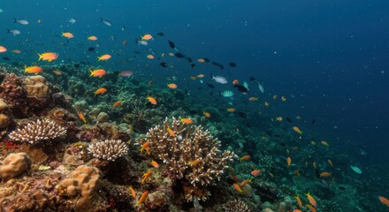 Naklejka premium School of Fish Swimming Over a Coral Reef