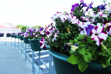Petunia atkinsiana Surfinia Group outdoor potted flowers. Flower decoration