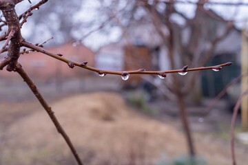 Rainwater drops on tree branches. Reflection in water drops.