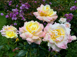 Beautiful roses pink yellow blooms in flower garden