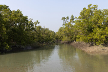 Beautiful dense mangrove forest along the channel at Sundarban tiger reserve, India