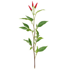 Isolated Tall Red Chili Pepper Plant with Few Leaves and Buds
