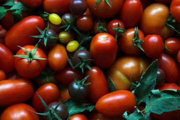 Fresh red and black tomatoes with green leaves creating colorful background