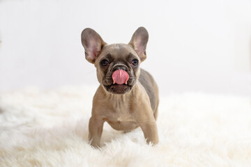 French bulldog with tongue out in white fluffy setting.