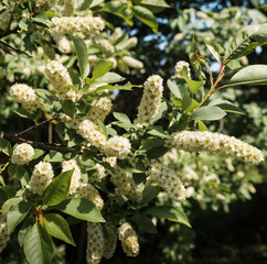 White flowers of bird cherry blossom in spring. Flowers close-up. Selective focus.