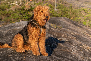 Traveling with dog in Scandinavia - Airedale Terrier posing in the Golden Evening Light Over Norway’s Fjords and Calm Waters