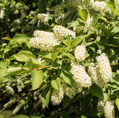 Obraz premium White flowers of bird cherry blossom in spring. Flowers close-up. Selective focus.