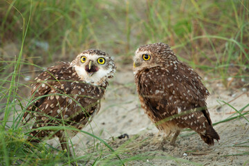 Casal de Corujas