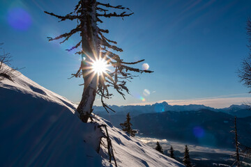 Weathered lone tree silhouetted against bright sunburst on snow-covered slope on Tscheckelnock,...