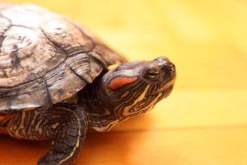 People care for and play with a pet red-eared turtle.