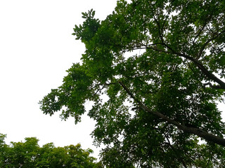 A tree with green leaves on its branches under a bright blue sky