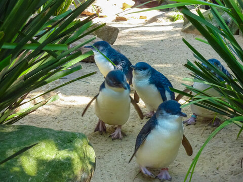 Little penguins (Eudyptula minor) standing on sandy ground near a pond at Sydney's wildlife park. The group of five blue and white penguins is captured in natural lighting