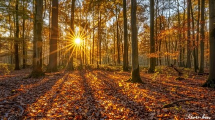 Obraz premium A peaceful woodland scene with sunlight filtering through the trees, casting long shadows on the forest floor covered with greenery