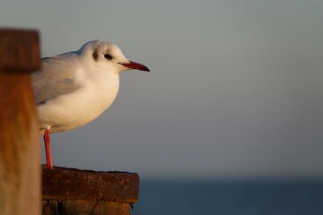 Black-headed gull (winter plumage) perched on wooden post. January. South coast, England.