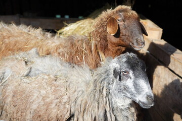 Detailed closeup of a sheeps face with a blurred background